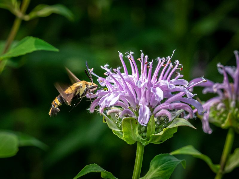 Wildlife\n\nClearwing Moth\n\nHampton Hills Metropark